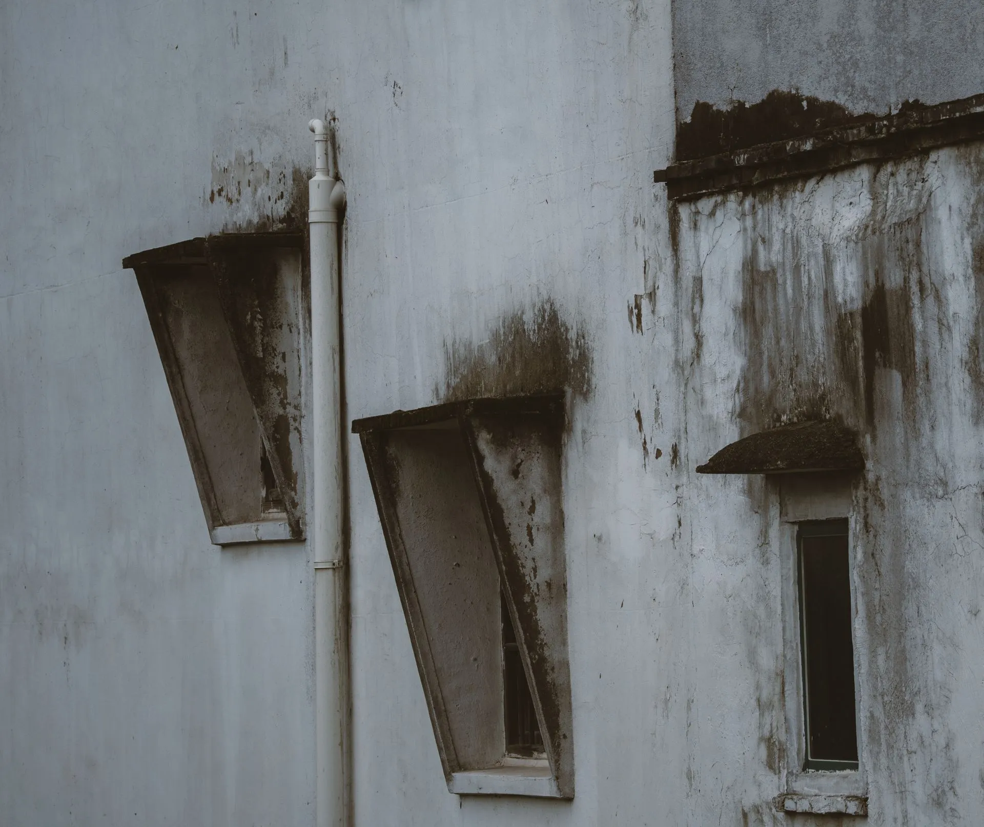 Black mold growth spreading across the corner of an interior wall